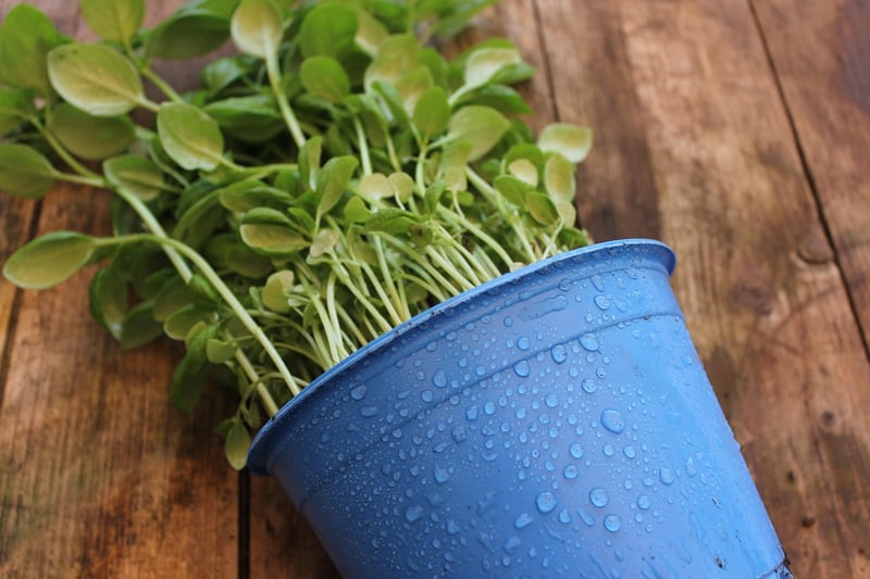 Custom Plant Pot